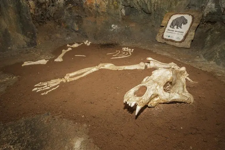 Biserujka cave bear