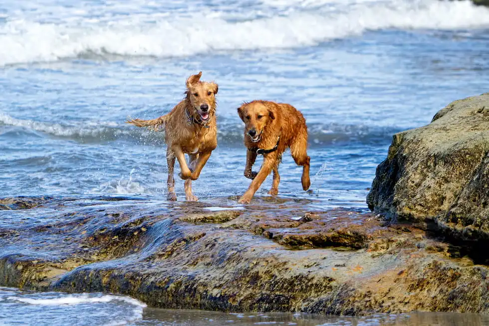 Dog beaches on Krk