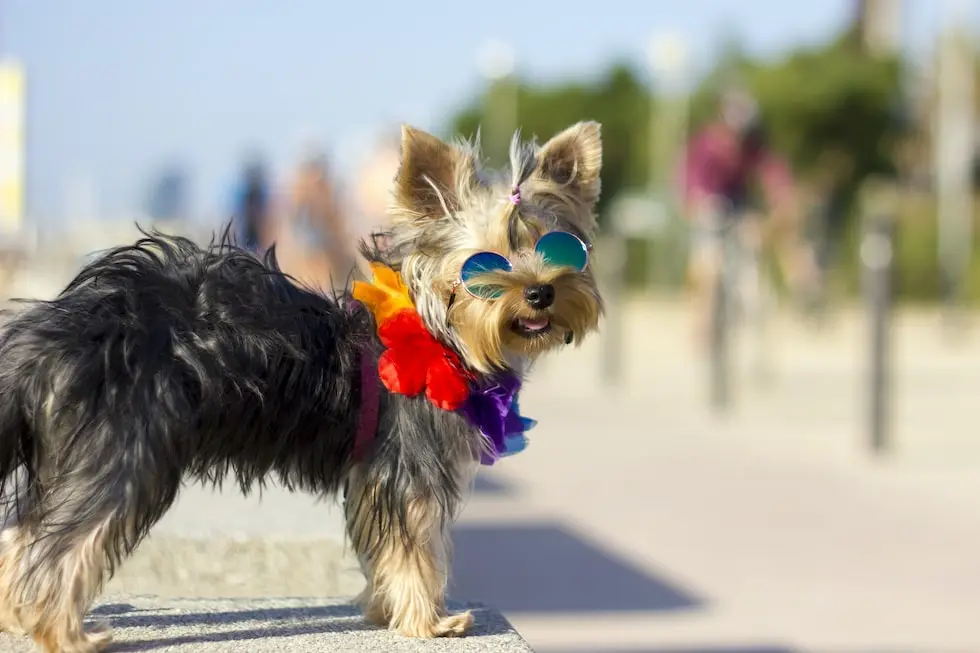 Traveling with a dog on Krk Island