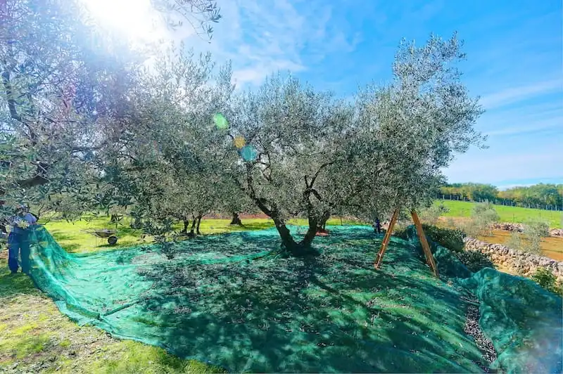 Olive harvest on Krk