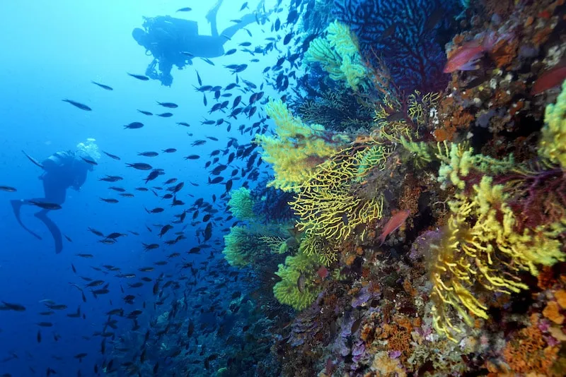 Rich marine life in the Adriatic Sea