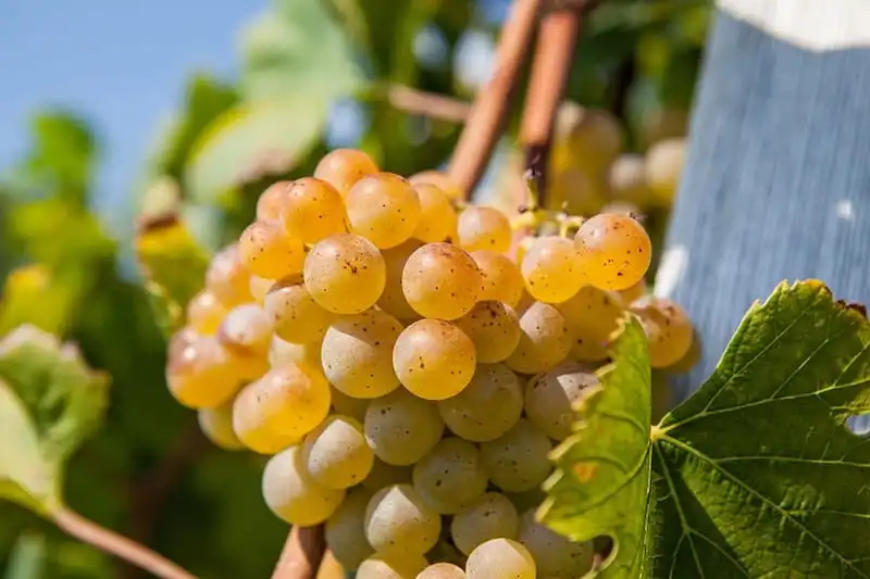 Žlahtina grapes